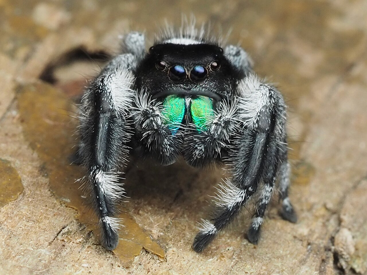 Front-facing adult male regal jumping spider with black-and-white hairs and iridescent green chelicerae.